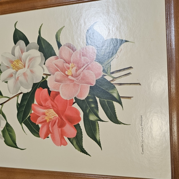 Camellia Japonica Lady Vansittart - Picture 7 of 7